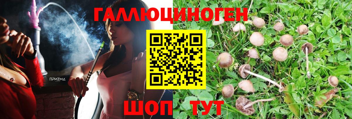 Псилоцибиновые грибы Psilocybine cubensis  Вход с VPN  Галлюциногенные грибы Psilocybine cubensis  Лесной 